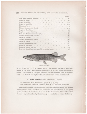 BANDED PICKEREL / LITTLE PICKEREL